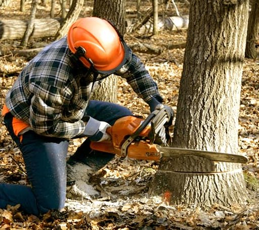 Tree Removal in Marysville, MI